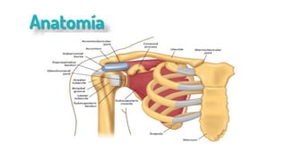 Anatomía
 