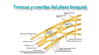 Troncos y cuerdas del plexo braquial
 