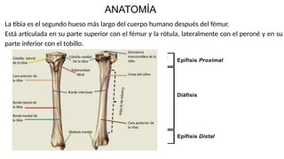 fractura_de_la_diafisis_tibial[1] GABI.pptx