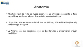 Anatomía
• Metáfisis distal de radio es hueso esponjoso. La articulación presenta la fosa
escafoides y semilunar, además de escotadura para art rad-cub
• Carga axial: 80% radio (cara dorsal fosa escafoides), 20% cubito+complejo Lig
fibrocartílago triangular
• Lig Volares son mas resistentes que los Lig Dorsales y proporcionan mayor
estabilidad
 