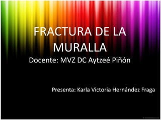 FRACTURA DE LA MURALLADocente: MVZ DC AytzeéPiñón Presenta: Karla Victoria Hernández Fraga 