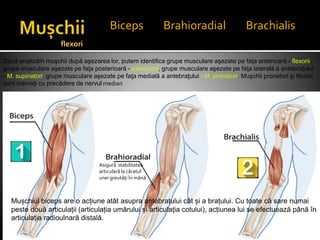Biceps Brahioradial Brachialis
Mușchiul biceps are o acțiune atât asupra antebrațului cât și a brațului. Cu toate că sare numai
peste două articulații (articulația umărului și articulația cotului), acțiunea lui se efectuează până în
articulația radioulnară distală.
Dacă analizăm muşchii după aşezarea lor, putem identifica grupe musculare aşezate pe faţa anterioară - flexorii,
grupe musculare aşezate pe faţa posterioară - extensorii, grupe musculare aşezate pe faţa laterală a antebraţului
- M. supinatori, grupe musculare aşezate pe faţa medială a antebraţului - M. pronatori. Muşchii pronatori şi flexori
sunt inervaţi cu precădere de nervul median
flexori
Asigură stabilitatea
articulară la căratul
unei greutăți în mână
 
