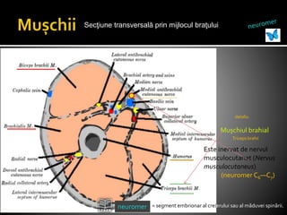 Secţiune transversală prin mijlocul braţului
Mușchiul brahial
Este inervat de nervul
musculocutanat (Nervus
musculocutaneus)
(neuromer C6—C7)
= segment embrionar al creierului sau al măduvei spinării.
detaliu
neuromer
Triceps brahii
 