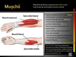 Mișcările de flexie și extensie ale mâinii sunt
imprimate de articulația humero-ulnară
Față de poziția neutru-zero, flexia
antebrațului se realizează cu o
amplitudine de 150˚ iar extensia
cotului este reprezentată de
poziția neutru-zero.*)
Mișcarea este limitată pe mai
departe de:
-pătrunderea oleocranonului în
fosa olecraniană;
- tensionarea capsulei anterioare;
- rezistența activă produsă de
mușchii flexori;
Nervul median este responsabil pentru
inervarea musculaturii implicate în mișcările
fine și funcția de prindere a mâinii.Acesta își
are originea în fibrele laterale și mediale ale
plexului brahial (C5-T1).
* Femeile și copiii pot realiza o hiperextensie de 15˚
 