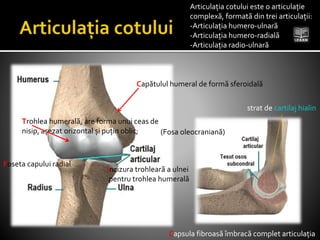 Articulația cotului este o articulație
complexă, formată din trei articulații:
-Articulația humero-ulnară
-Articulația humero-radială
-Articulația radio-ulnară
Trohlea humerală, are forma unui ceas de
nisip, așezat orizontal și puțin oblic;
Capătulul humeral de formă sferoidală
(Fosa oleocraniană)
Incizura trohleară a ulnei
pentru trohlea humerală
Foseta capului radial
strat de cartilaj hialin
Capsula fibroasă îmbracă complet articulația
 