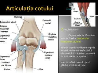 Capsula este fortificată de
inserția fibrelor tendonului
tricepsului brahial.
Inserția ulnară se află pe marginile
incizurii trohleare, astfel vârful
oleocraniului și apofiza coronoidă
sunt situate intracapsular.
Inserția radială trece în jurul
gâtului acestuia, circular.
Capsula fibroasă
Antagoniști
 