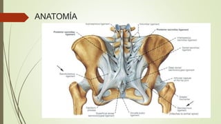 ANATOMÍA
 