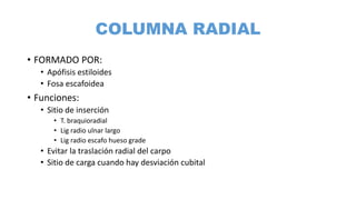 FRACTURA DE RADIO DISTAL.pptx