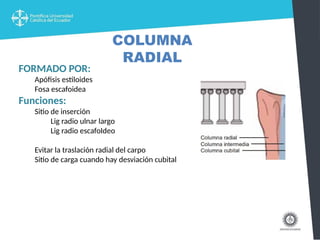 FRACTURA DE RADIO DISTAL EN ADULTOS.pptx