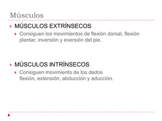 Músculos
   MÚSCULOS EXTRÍNSECOS
       Consiguen los movimientos de flexión dorsal, flexión
        plantar, inversión y eversión del pie.



   MÚSCULOS INTRÍNSECOS
       Consiguen movimiento de los dedos
        flexión, extensión, abducción y aducción.
 