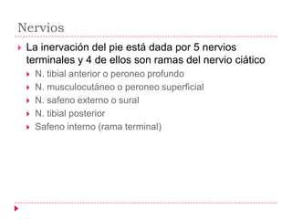 Nervios
   La inervación del pie está dada por 5 nervios
    terminales y 4 de ellos son ramas del nervio ciático
       N. tibial anterior o peroneo profundo
       N. musculocutáneo o peroneo superficial
       N. safeno externo o sural
       N. tibial posterior
       Safeno interno (rama terminal)
 