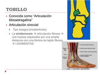 TOBILLO
   Conocida como ―Articulación
    tibioastragalina‖
   Articulación sinovial
        Tipo bisagra (trocleartrosis)
       La sindesmosis  articulación fibrosa 
        une huesos separados por una amplia
        distancia con una lámina de tejido fibroso
         LIGAMENTOS
 