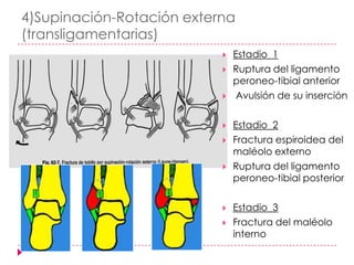 4)Supinación-Rotación externa
(transligamentarias)
                              Estadio 1
                              Ruptura del ligamento
                               peroneo-tibial anterior
                               Avulsión de su inserción

                              Estadio 2
                              Fractura espiroidea del
                               maléolo externo
                              Ruptura del ligamento
                               peroneo-tibial posterior

                              Estadio 3
                              Fractura del maléolo
                               interno
 