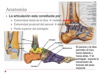 Anatomía
   La articulación esta constituida por:
        Extremidad distal de la tibia  maléolo medial
        Extremidad proximal del peroné  maléolo externo
        Parte superior del astrágalo




                                                      El peroné y la tibia
                                                      permiten el mov.
                                                      hacia delante y
                                                      hacia atrás. Y el
                                                      astrágalo soporta la
                                                      transmisión de
                                                      fuerzas del peso
                                                      corporal.
 