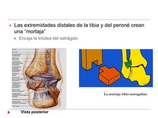    Las extremidades distales de la tibia y del peroné crean
    una ―mortaja‖
       Encaja la tróclea del astrágalo




                                          La mortaja tibio-astragalina




         Vista posterior
 