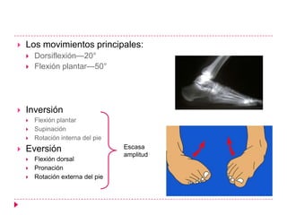    Los movimientos principales:
       Dorsiflexión—20°
       Flexión plantar—50°




   Inversión
       Flexión plantar
       Supinación
       Rotación interna del pie
   Eversión                       Escasa
                                   amplitud
       Flexión dorsal
       Pronación
       Rotación externa del pie
 