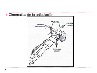    Cinemática de la articulación
 
