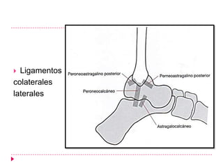  Ligamentos
colaterales
laterales
 