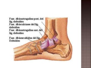 Fractura de tobillo | PPTX