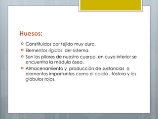 Huesos:
   Constituidos por tejido muy duro.
   Elementos rígidos del sistema.
   Son los pilares de nuestro cuerpo, en cuyo interior se
    encuentra la médula ósea.
   Almacenamiento y producción de sustancias o
    elementos importantes como el calcio , fósforo y los
    glóbulos rojos.
 