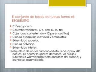 El conjunto de todos los huesos forma el:
    ESQUELETO
  Cráneo y cara.
 Columna vertebral. (7c, 12d, 5l, 5s, 4c)
 Caja torácica (esternón y 12 pares costillas)
 Cintura escapular, clavícula y omóplatos.
 Extremidad superior.
 Cintura pelviana.
 Extremidad inferior.
El esqueleto de un ser humano adulto tiene, aprox 206
   huesos, sin contar las piezas dentarias, los huesos
   suturales o wormianos(supernumerarios del cráneo) y
   los huesos sesamoideos. 
 