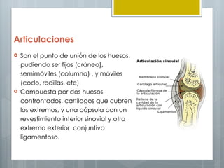 Articulaciones
   Son el punto de unión de los huesos,
    pudiendo ser fijas (cráneo),
    semimóviles (columna) , y móviles
    (codo, rodillas, etc)
   Compuesta por dos huesos
    confrontados, cartilagos que cubren
    los extremos, y una cápsula con un
    revestimiento interior sinovial y otro
    extremo exterior conjuntivo
    ligamentoso.
 