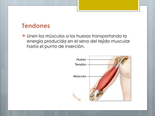 Tendones
   Unen los músculos a los huesos transportando la
    energia producida en el seno del tejido muscular
    hasta el punto de inserción.
 
