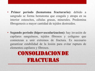 CONSOLIDACIONDE
FRACTURAS
• Primer período (hematoma fracturario): debido a
sangrado se forma hematoma que coagula y atrapa en su
interior osteocitos, células grasas, minerales. Predomina
fibrogenesis a mayor cantidad de tejidos destruidos.
• Segundo período (hipervascularizacion): hay invasión de
capilares sanguíneos, tejidos fibrosos y colágeno que
comienzan a unir extremos de fractura. Es necesario
garantizar estabilidad de la lesión para evitar ruptura de
elementos capilares y fibrosos.
 