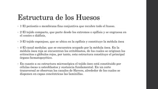 Estructura de los Huesos
• 1-El periostio o membrana fina conjuntiva que recubre todo el hueso.
• 2-El tejido compacto, que parte desde los extremos o epífisis y se engruesa en
el centro o diáfisis,
• 3-El tejido esponjoso, que se ubica en la epífisis y constituye la médula ósea
• 4-El canal medular, que se encuentra ocupado por la médula ósea. En la
médula ósea roja se encuentran los eritoblastos, de los cuales se originan los
eritrocitos o glóbulos rojos, por tanto, esta estructura constituye el principal
órgano hematopoyético.
• En cuanto a su estructura microscópica el tejido óseo está constituido por
células óseas u osteoblastos y sustancia fundamental. En un corte
transversal se observan los canales de Havers, alrededor de los cuales se
disponen en capas concéntricas las laminillas.
 