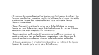 • El conjunto de un canal central, las láminas concéntricas que lo rodean y las
lacunae, canalículos y osteocitos en ellas incluidos recibe el nombre de ostión
o sistema de Havers. Las restantes láminas entre ostiones se llaman
láminas intersticiales.
• Hueso Compacto: constituye la mayor parte de la diáfisis de los huesos
largos, así como de la parte externa de todos los huesos del cuerpo. El hueso
compacto constituye una protección y un soporte.
• Hueso esponjoso: a diferencia del hueso compacto, el hueso esponjoso no
contiene osteones, sino que las láminas intersticiales están dispuestas de
forma irregular formando unos tabiques o placas llamadas trabéculas.
• El hueso esponjoso es el principal constituyente de las epífisis de los huesos
largos y del interior de la mayor parte de los huesos.
 