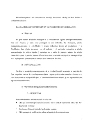 12
El hueso responde a sus características de carga de acuerdo a la ley de Wolf durante la
fase de remodelación
IV.2. FACTORES QUE INFLUYEN EN EL PROCESO DE CONSOLIDACIÓN
A/ CÉLULAS
Un gran numero de células participan en la consolidación, algunas estan predeterminadas
para este proceso, y otras sólo participan si son inducidas. Se distinguen, células
predeterminadas(como el osteoblasto) y células inducibles (como el condroblasto y el
fibroblasto). Las células presentes en el endostio y el periostio( osteocitos y células
mesenquimales de tejidos blandos ) participan en el callo de fractura, además las células
endoteliales como el pericito pueden diferenciarse tanto en sentido osteogénico, como participar
en la angiogénesis que caracteriza al inicio de la formación del callo.
B/ VASCULARIZACÍON
Se observa un rápido restablecimiento de la circulación axial, y por otra la inversión del
flujo sanguíneo cortical de centrífugo a centrípeto. La gran proliferación vascular existente en el
callo de fractura es indispensable para la correcta formación del mismo, y una hipoxemia como
hipovolemia la retardarán.
C/ FACTORES BIOQUÍMICOS SISTÉMICOS
C.1/ HORMONAS
Las que tienen más influencia sobre el callo son:
GH; que aumenta la proliferación celular a través del IGF-1 en la vida fetal y del IGF-
2 de la vida postnatal
Estrógenos; Presente en todas las fases del proceso
PTH: aumenta la proliferación celular y la síntesis de proteoglicanos
 