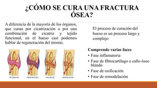 ¿CÓMO SE CURA UNA FRACTURA
ÓSEA?
A diferencia de la mayoría de los órganos,
que curan por cicatrización o por una
combinación de cicatriz y tejido
funcional, en el hueso casi podemos
hablar de regeneración del mismo.
El proceso de curación del
hueso es un proceso largo y
complejo
Comprende varias faces
• Fase inflamatoria
• Fase de fibrocartílago o callo óseo
blando
• Fase de osificación
• Fase de remodelación
 