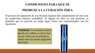 El proceso de reparación de una fractura requiere del cumplimiento de una serie
de condiciones básicas ineludibles. Si alguna de ellas no está presente, es
probable que la curación no tenga lugar. Estos tres requerimientos son los
siguientes:
CONDICIONES PARA QUE SE
PRODUZCA LA CURACIÓN ÓSEA
Viabilidad: Los extremos óseos
han de ser viables; es decir, han
de ser vitales (no necróticos) y
deben tener un aporte sanguíneo
adecuado.
 