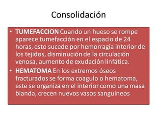 Consolidación
• TUMEFACCION Cuando un hueso se rompe
aparece tumefacción en el espacio de 24
horas, esto sucede por hemorragia interior de
los tejidos, disminuciónde la circulación
venosa, aumento de exudación linfática.
• HEMATOMA En los extremos óseos
fracturados se forma coagulo o hematoma,
este se organiza en el interior como una masa
blanda, crecen nuevos vasos sanguíneos
 
