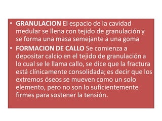 • GRANULACION El espacio de la cavidad
medular se llena con tejido de granulacióny
se forma una masa semejante a una goma
• FORMACION DE CALLO Se comienza a
depositar calcio en el tejido de granulacióna
lo cual se le llama callo, se dice que la fractura
está clínicamente consolidada;es decir que los
extremos óseos se mueven como un solo
elemento, pero no son lo suficientemente
firmes para sostener la tensión.
 