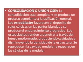 • CONSOLIDACION O UNION OSEA La
consolidaciónesta completa y se produce un
proceso semejante a la osificaciónnormal.
Los osteoblastos favorecen el depósito de
sales cálcicas en las partes blandas y se
produce el endurecimiento progresivo. Los
osteoclastostienden a penetrar a través del
hueso neoformado, produciendocavidades y
disminuyendo la densidad de la estructura. Se
reproducen la cavidad medular y reaparecen
las células de la médula.
 