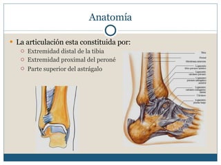 Anatomía La articulación esta constituida por: Extremidad distal de la tibia Extremidad proximal del peroné Parte superior del astrágalo   