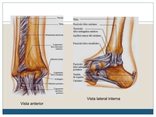 Vista anterior
Vista lateral interna
 