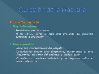  Formación del callo
1. Fase inflamatoria.
› Hematoma que se coagula
› A las 18-20 horas la capa más profunda del periostio
comienza a proliferar.
2. Fase reparativa.
› Inicia con reorganización del coágulo
› Osteoblastos rodean cada fragmento, crecen hacia el otro
fragmento, así como del endostio y médula ósea.
› Osteoblastos producen osteiode y se deposita sobre el
hueso adyacente.
 