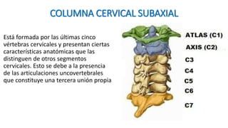 COLUMNA CERVICAL SUBAXIAL
Está formada por las últimas cinco
vértebras cervicales y presentan ciertas
características anatómicas que las
distinguen de otros segmentos
cervicales. Esto se debe a la presencia
de las articulaciones uncovertebrales
que constituye una tercera unión propia
 