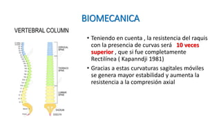 BIOMECANICA
• Teniendo en cuenta , la resistencia del raquis
con la presencia de curvas será 10 veces
superior , que si fue completamente
Rectilínea ( Kapanndji 1981)
• Gracias a estas curvaturas sagitales móviles
se genera mayor estabilidad y aumenta la
resistencia a la compresión axial
 