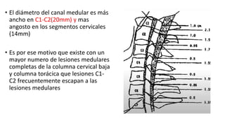 • El diámetro del canal medular es más
ancho en C1-C2(20mm) y mas
angosto en los segmentos cervicales
(14mm)
• Es por ese motivo que existe con un
mayor numero de lesiones medulares
completas de la columna cervical baja
y columna torácica que lesiones C1-
C2 frecuentemente escapan a las
lesiones medulares
 