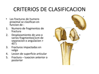 CRITERIOS DE CLASIFICACION
• Las fracturas de humero
proximal se clasifican en
funcion de :
1. Numero de fragmentos de
fractura
2. Desplazamiento de uno o
varios fragmentos(1cm de
separacion o angulacion >
45°)
3. Fracturas impactadas en
valgo
4. Lesion de superficie articular
5. Fractura – luxacion anterior o
posterior
 