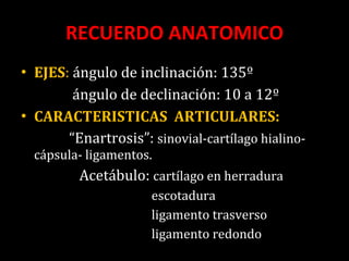 RECUERDO ANATOMICO EJES :  ángulo de inclinación: 135º ángulo de declinación: 10 a 12º CARACTERISTICAS  ARTICULARES:  “ Enartrosis”:  sinovial-cartílago hialino-  cápsula- ligamentos. Acetábulo:  cartílago en herradura escotadura ligamento trasverso ligamento redondo 