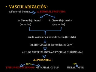 VASCULARIZACIÓN: A.Femoral  Común  A. FEMORAL PROFUNDA A. Circunfleja lateral  A. Circunfleja medial (anterior)  (posterior) anillo vascular en base de cuello (CHUNG) RETINACULARES (ascendentes Cerv.) ANILLO ARTERIAL INTRA-ARTICULAR SUBSINOVIAL  A.EPIFISARIAS : R.P.S  RPI EPIFISARIOS EXTERNOS-  METAFISARIOS SUP  METAF. INFER. 