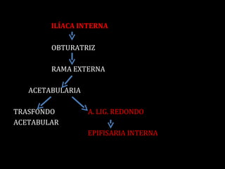 ILÍACA INTERNA OBTURATRIZ RAMA EXTERNA ACETABULARIA TRASFONDO  A. LIG. REDONDO ACETABULAR EPIFISARIA INTERNA 