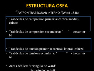 ESTRUCTURA OSEA “ PATRON TRABECULAR INTERNO “(Ward-1838) Trabéculas de compresión primaria: cortical medial-cabeza Trabéculas de compresión secundaria:  “  “  trocanter M Trabéculas de tensión primaria: cortical  lateral- cabeza Trabéculas de tensión secundaria:  “  “  - trocanter M Areas débiles: “Triángulo de Ward” Espacio de Ludloff 