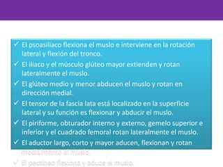  El psoasiliaco flexiona el muslo e interviene en la rotación
lateral y flexión del tronco.
 El iliaco y el músculo glúteo mayor extienden y rotan
lateralmente el muslo.
 El glúteo medio y menor abducen el muslo y rotan en
dirección medial.
 El tensor de la fascia lata está localizado en la superficie
lateral y su función es flexionar y abducir el muslo.
 El piriforme, obturador interno y externo, gemelo superior e
inferior y el cuadrado femoral rotan lateralmente el muslo.
 El aductor largo, corto y mayor aducen, flexionan y rotan
medialmente el muslo.
 El pectíneo flexiona y aduce el muslo.
 