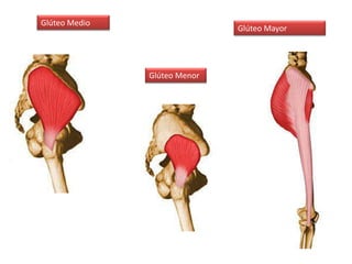 Glúteo Medio
Glúteo Menor
Glúteo Mayor
 
