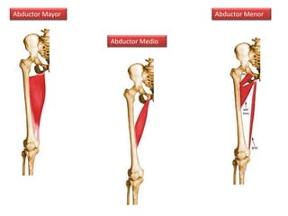 Abductor Mayor
Abductor Medio
Abductor Menor
 